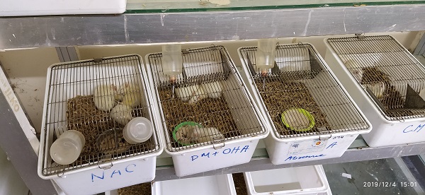 Animal House Image 5