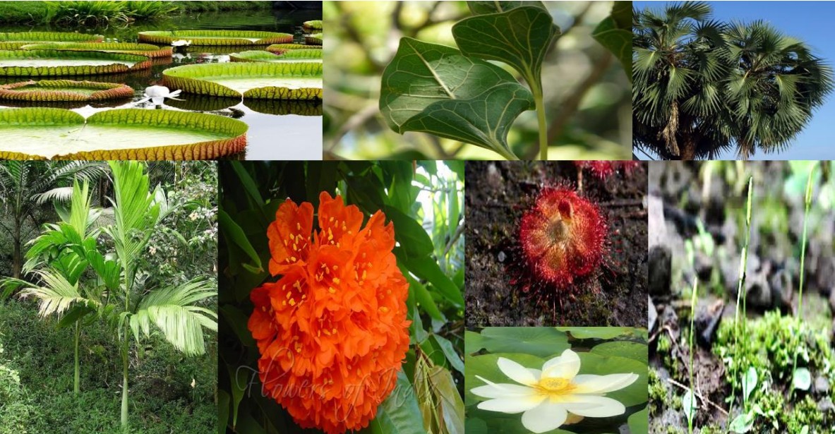 Rare Plant Collection.jpeg